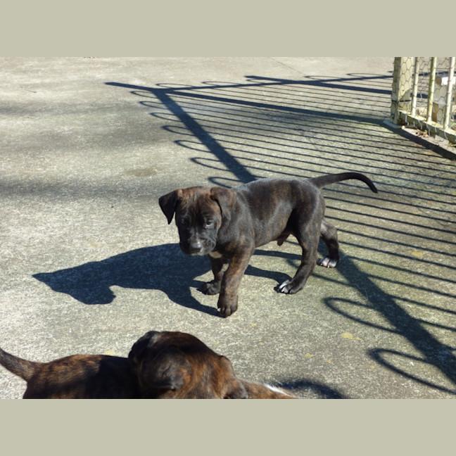 Photo of Charlie/Hank 