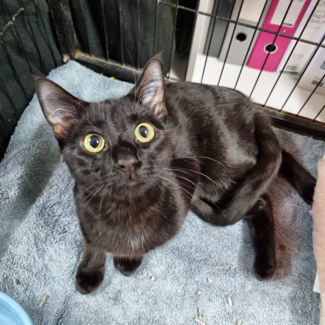 Photo of Sooty
