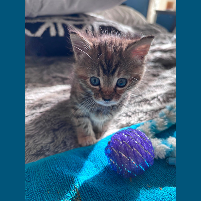 Photo of Tilly