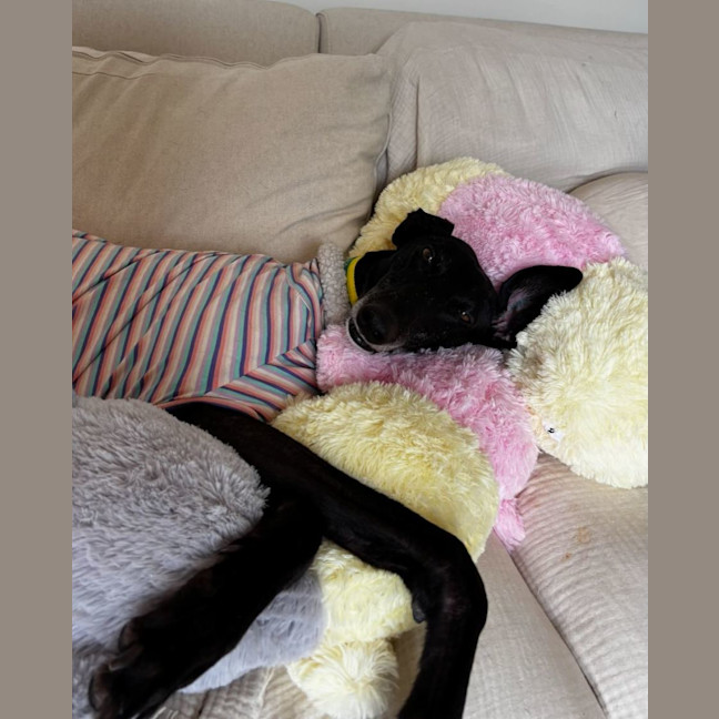 Photo of Bella