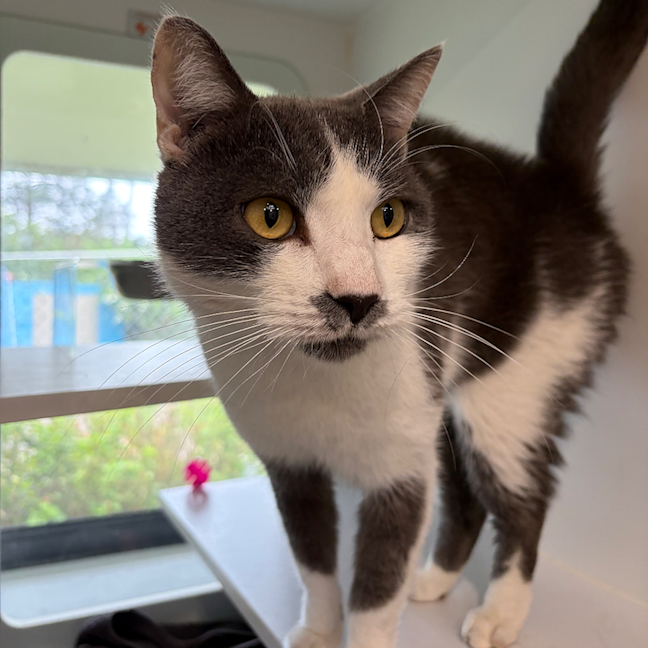 Photo of Gizmo