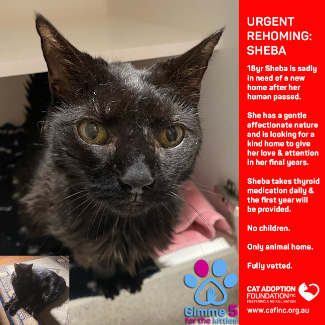 Photo of Sheba Private Rehoming No Charge!