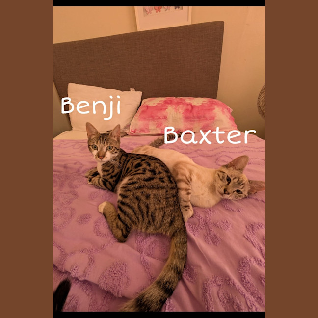 Photo of Baxter
