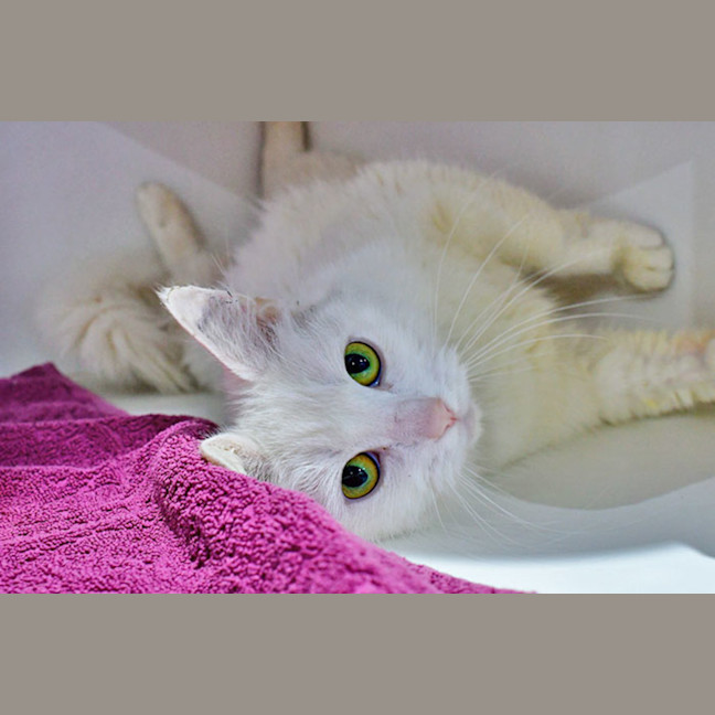 Photo of Madame Macadamia