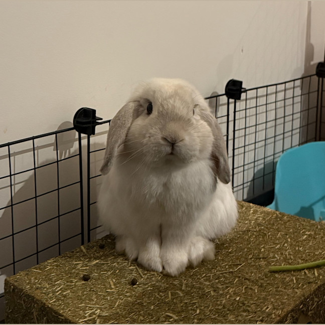 Photo of Hoptimus Prime