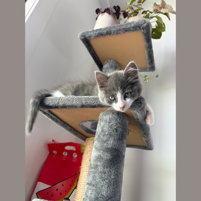 Photo of Hugo