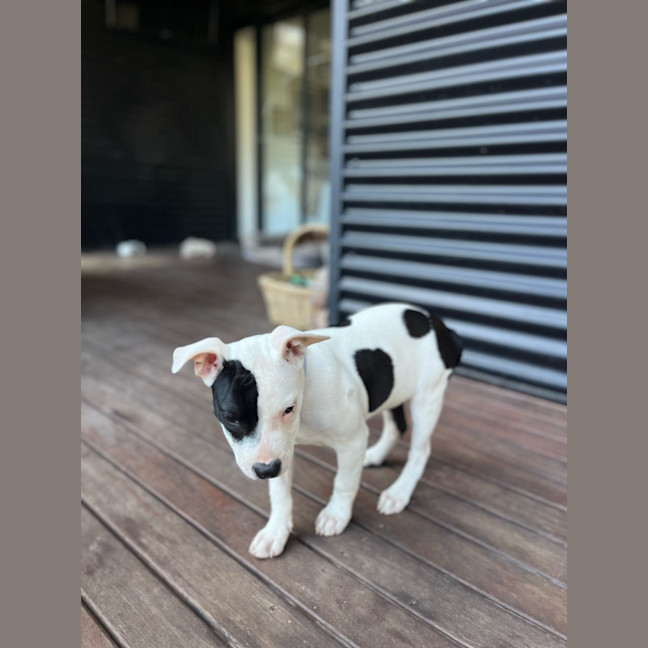 Photo of Boris   16 Week Old Staffy X