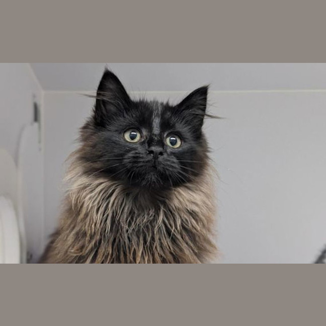 Photo of Rocket