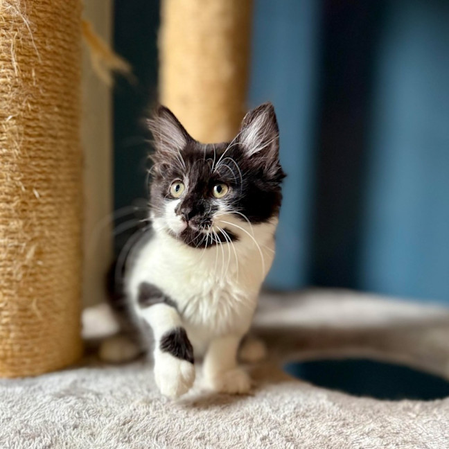 Photo of Puffin   Located In Templestowe