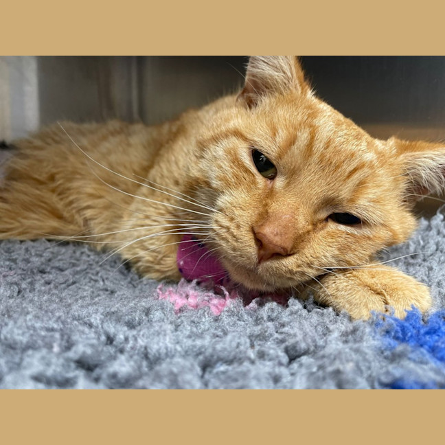 Photo of Ginge
