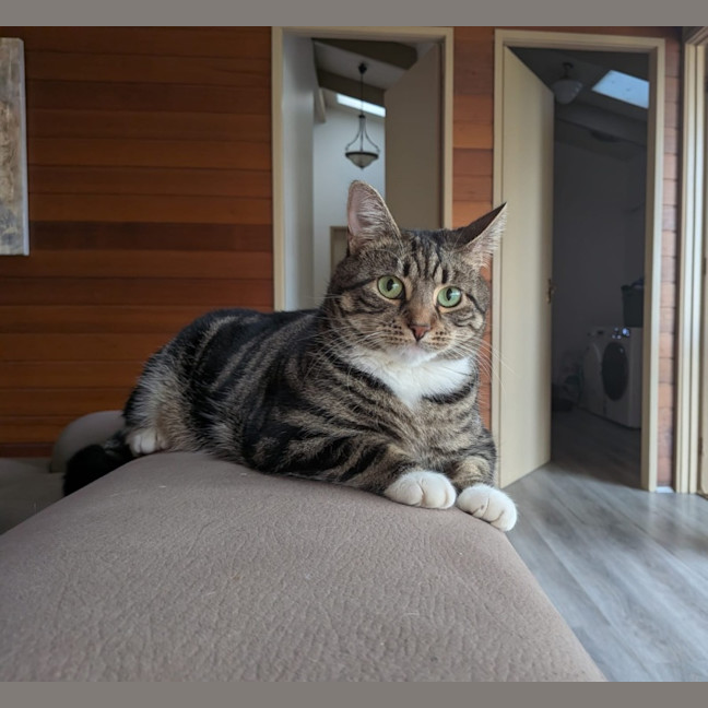 Photo of Peaches