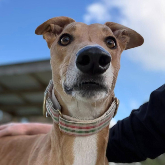Photo of Spunky The Greyhound