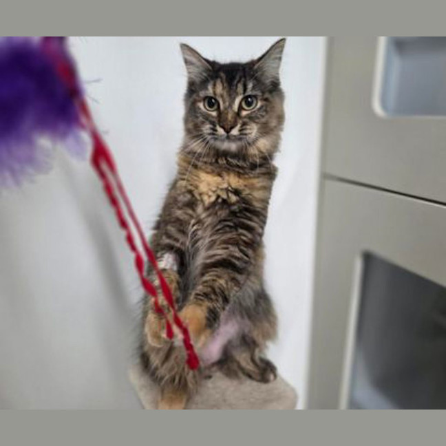 Photo of Posy
