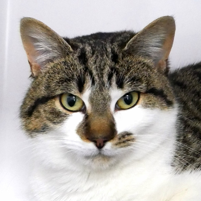 Photo of Chokita Sta012878