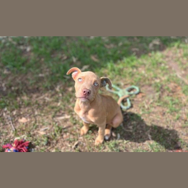 Photo of Layla
