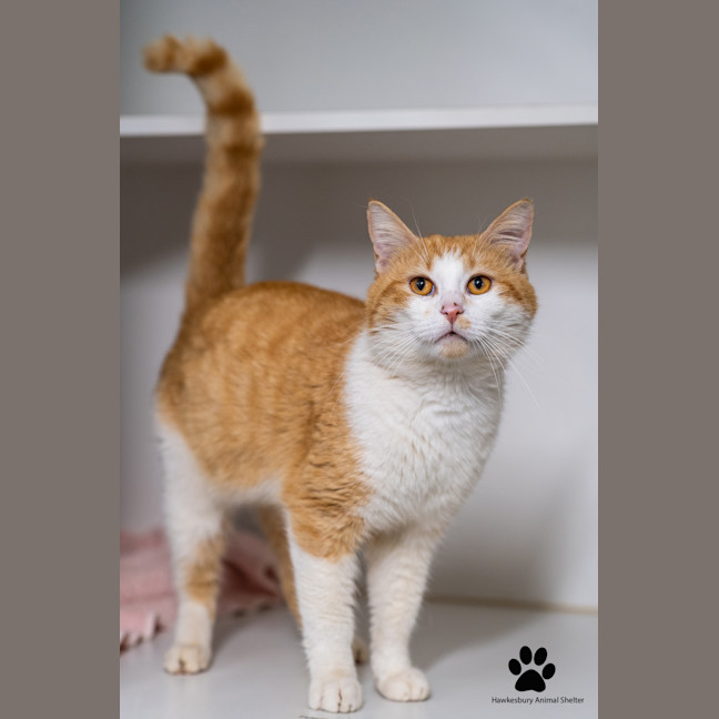 Photo of Pumpkin