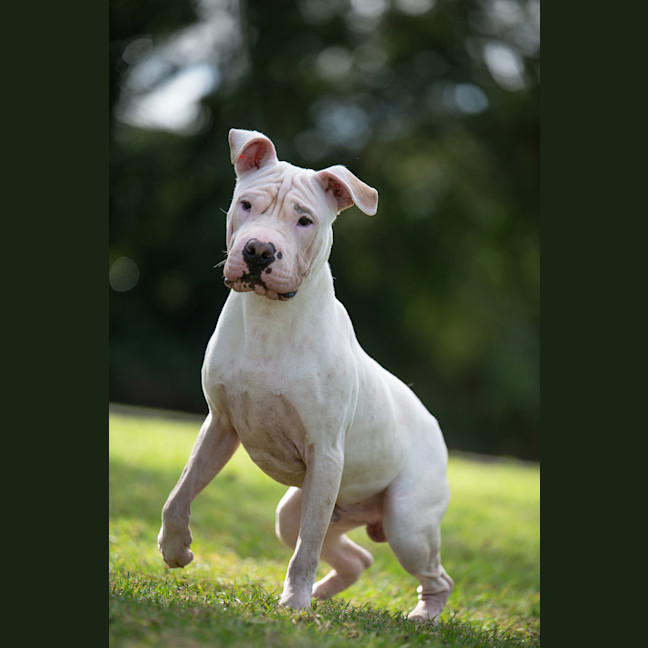 Photo of Benji