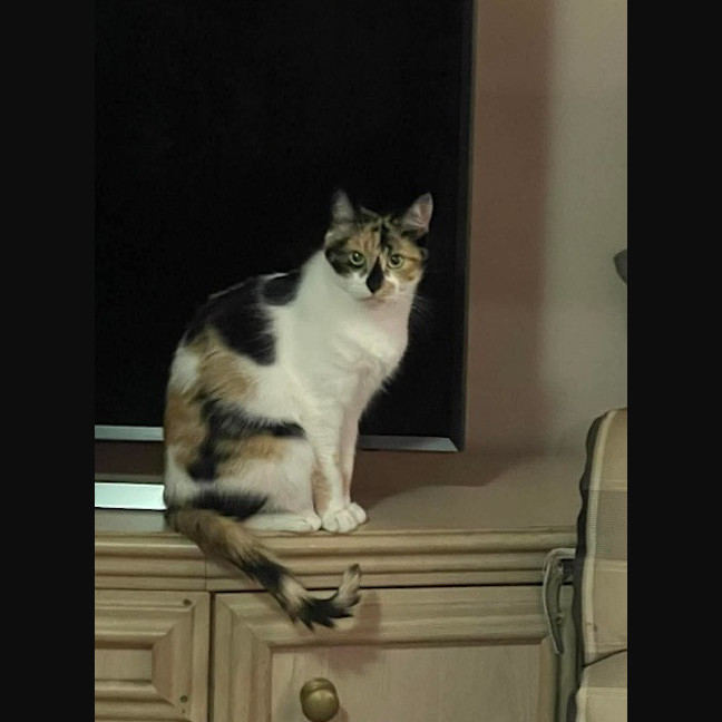 Photo of Missy