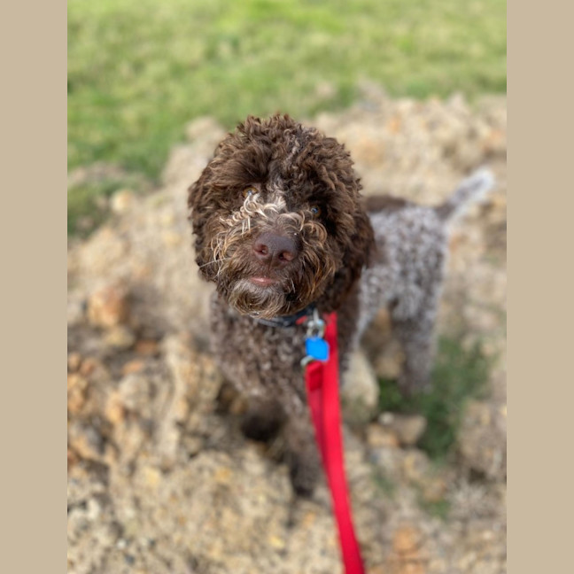 Photo of Truffle