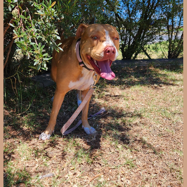 Photo of Stella (65928)