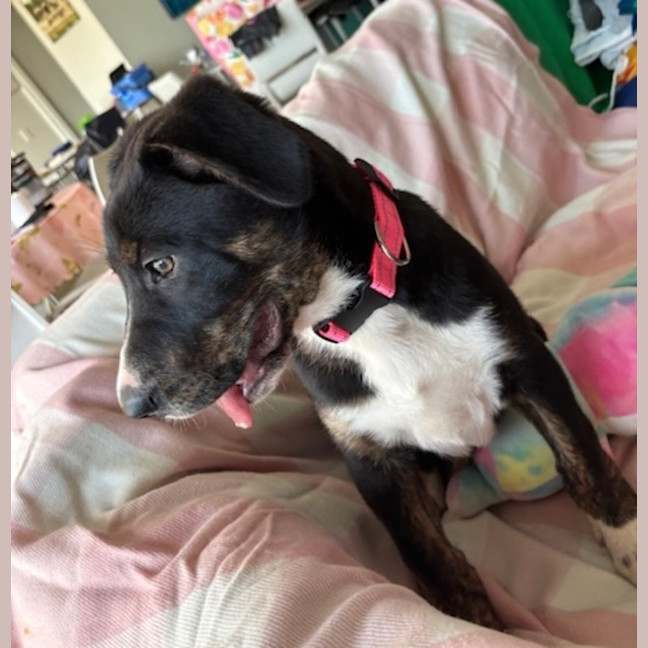 Photo of Lola
