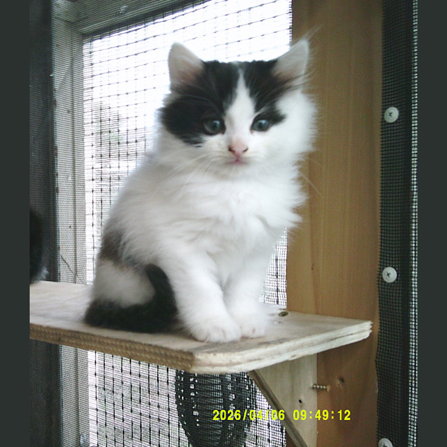 Photo of Munchkin Barclay