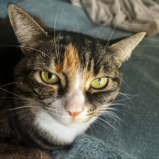 Photo of Bonnie Assisted Rehoming