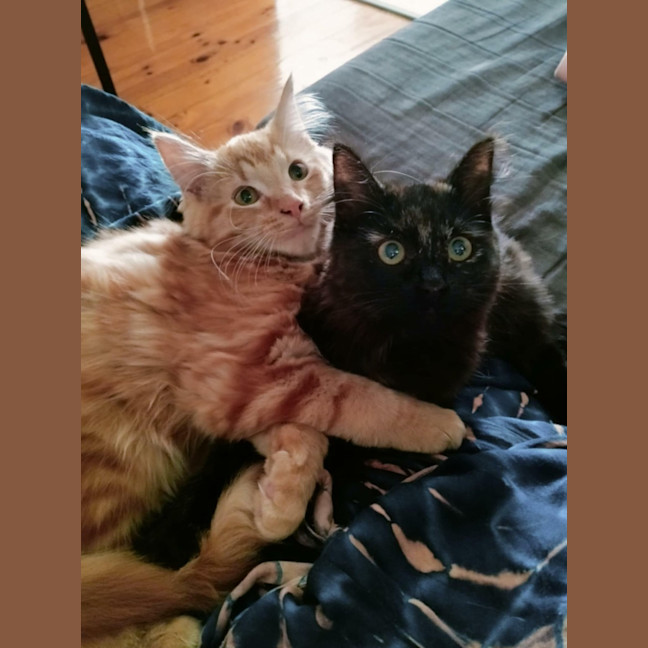 Photo of Paprika