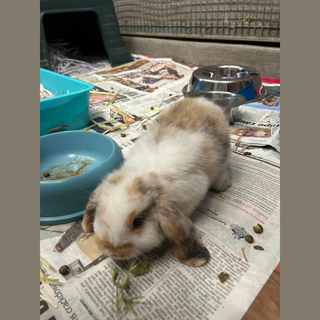 Photo of Marshmallow