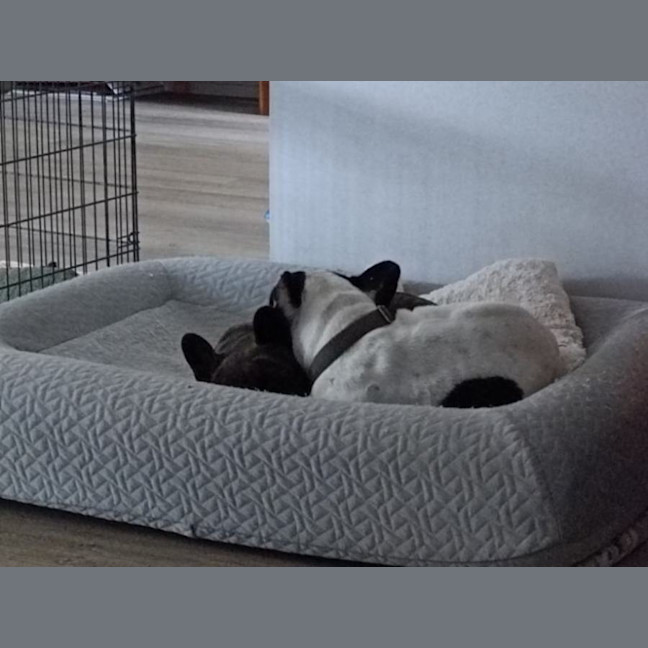 Photo of Archie & Marley   7 Year Old French Bulldog
