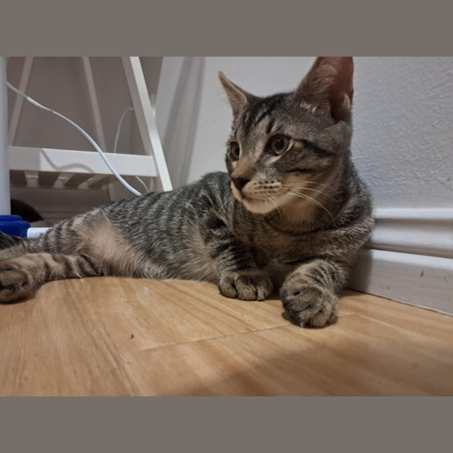Photo of Milo