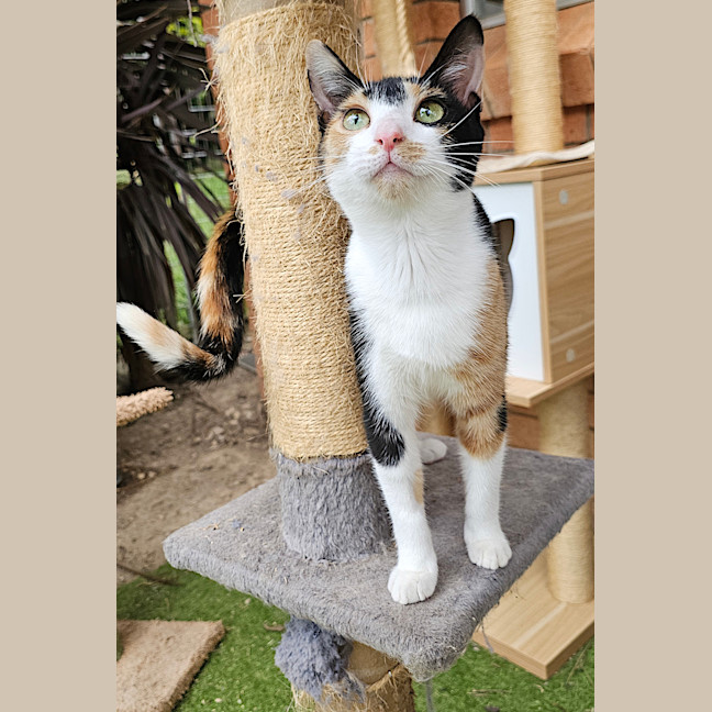 Photo of Callie