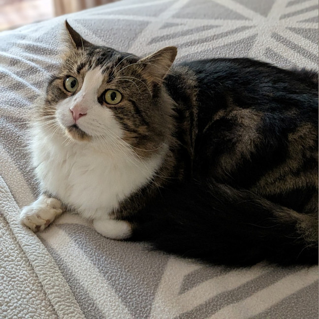 Photo of Cosmo