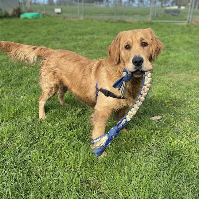 Photo of Whiskey