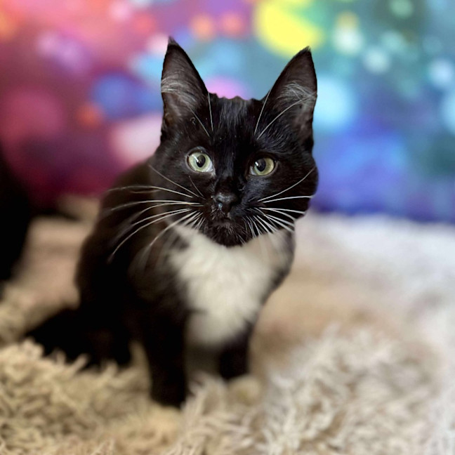 Photo of Violet   Located In East Brunswick 