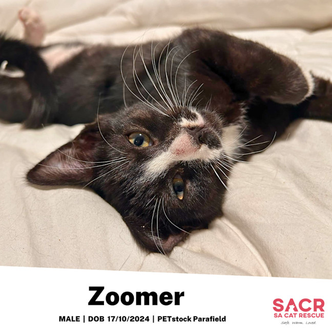 Photo of Zoomer
