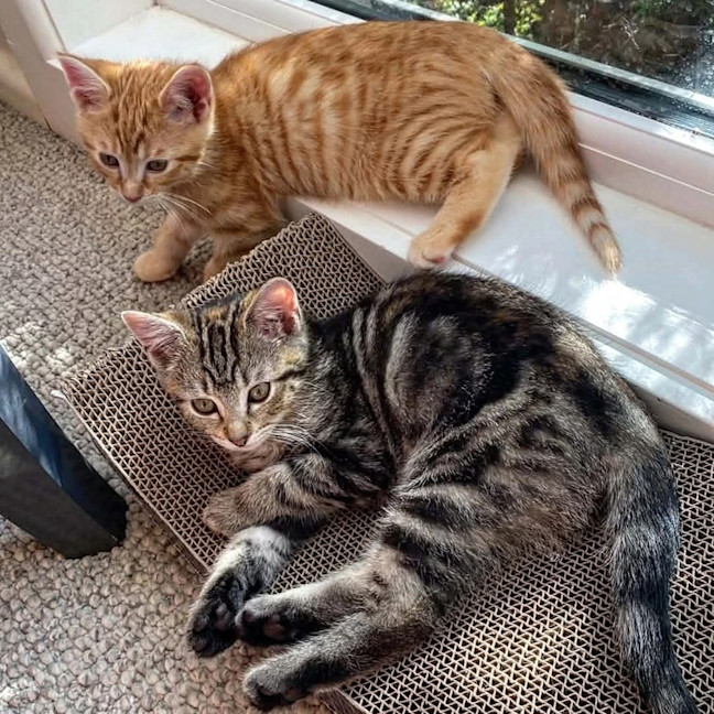 Photo of Saffron & Paprika (Located In Croydon South)