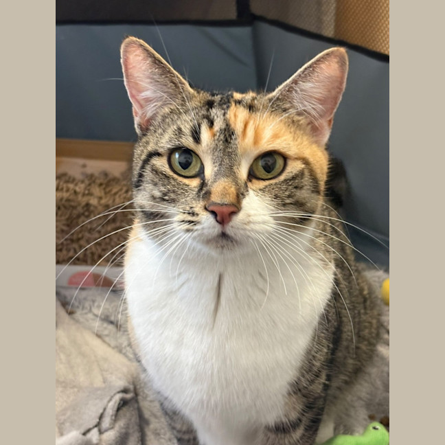 Photo of Marmalade