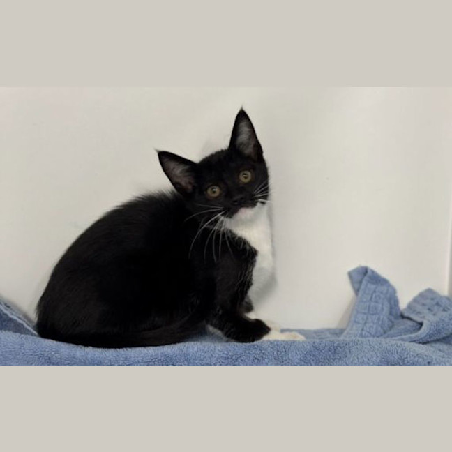 Photo of Pepper