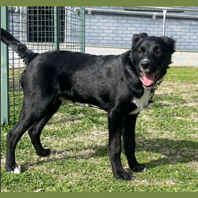 Photo of Pedro Pascal