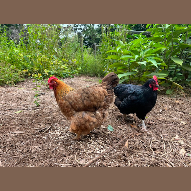 Photo of Jasmine And Ginger