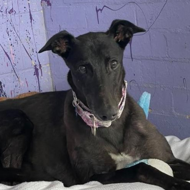 Photo of Beetlejuice The Greyhound