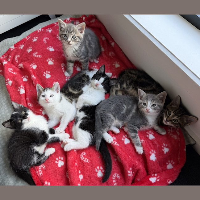 Photo of Moana 🌷🌷🌷