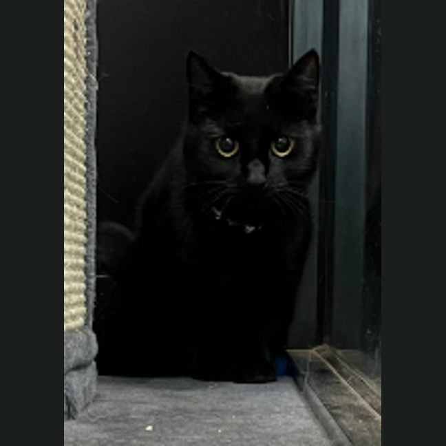 Photo of Midnight Maccas Run