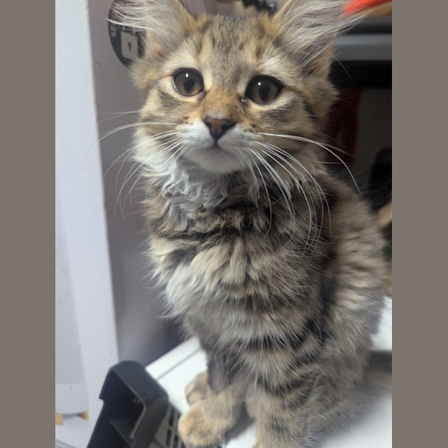 Photo of Bellatrix Clowder