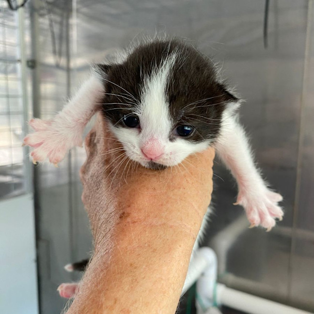 Photo of Jersey Girl