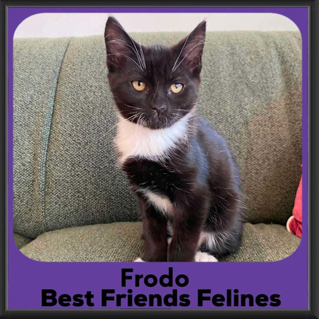Photo of Frodo 