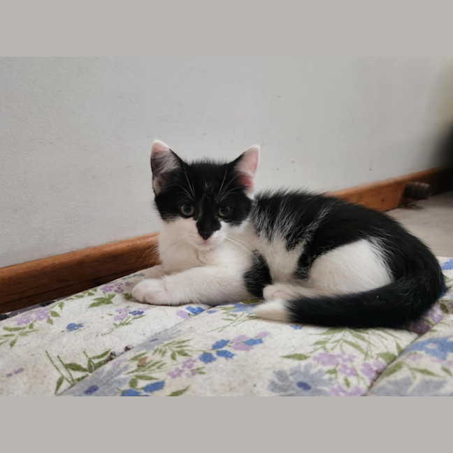 Photo of Domino 