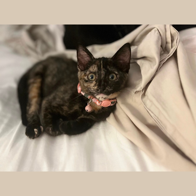 Photo of 🥟 Dumpling 🥟