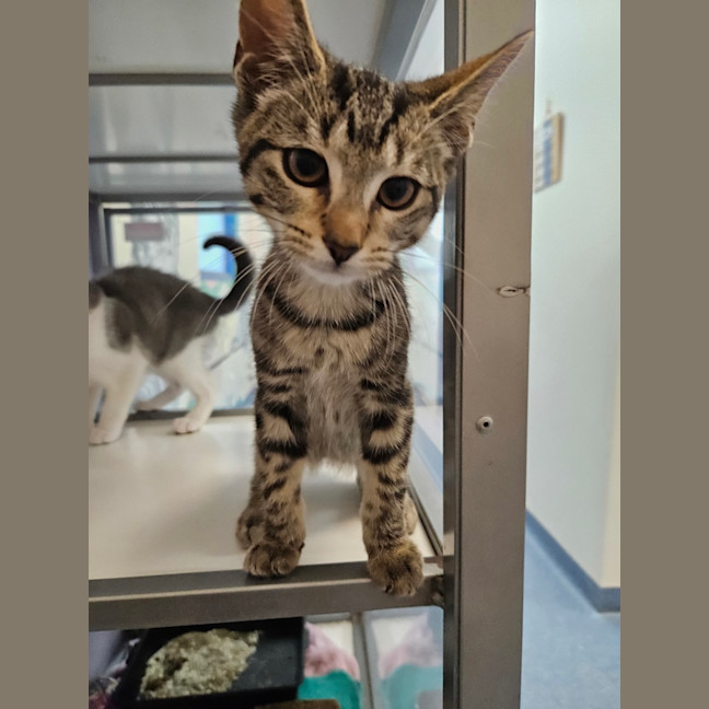 Photo of Stormy
